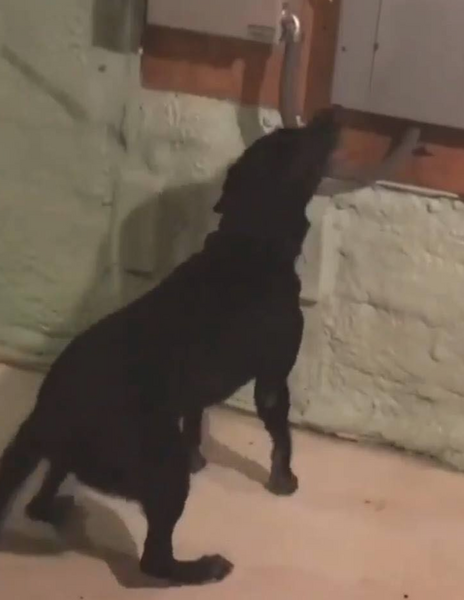 Cadaver dog sniffing a basement near Maura Murray's crash shite