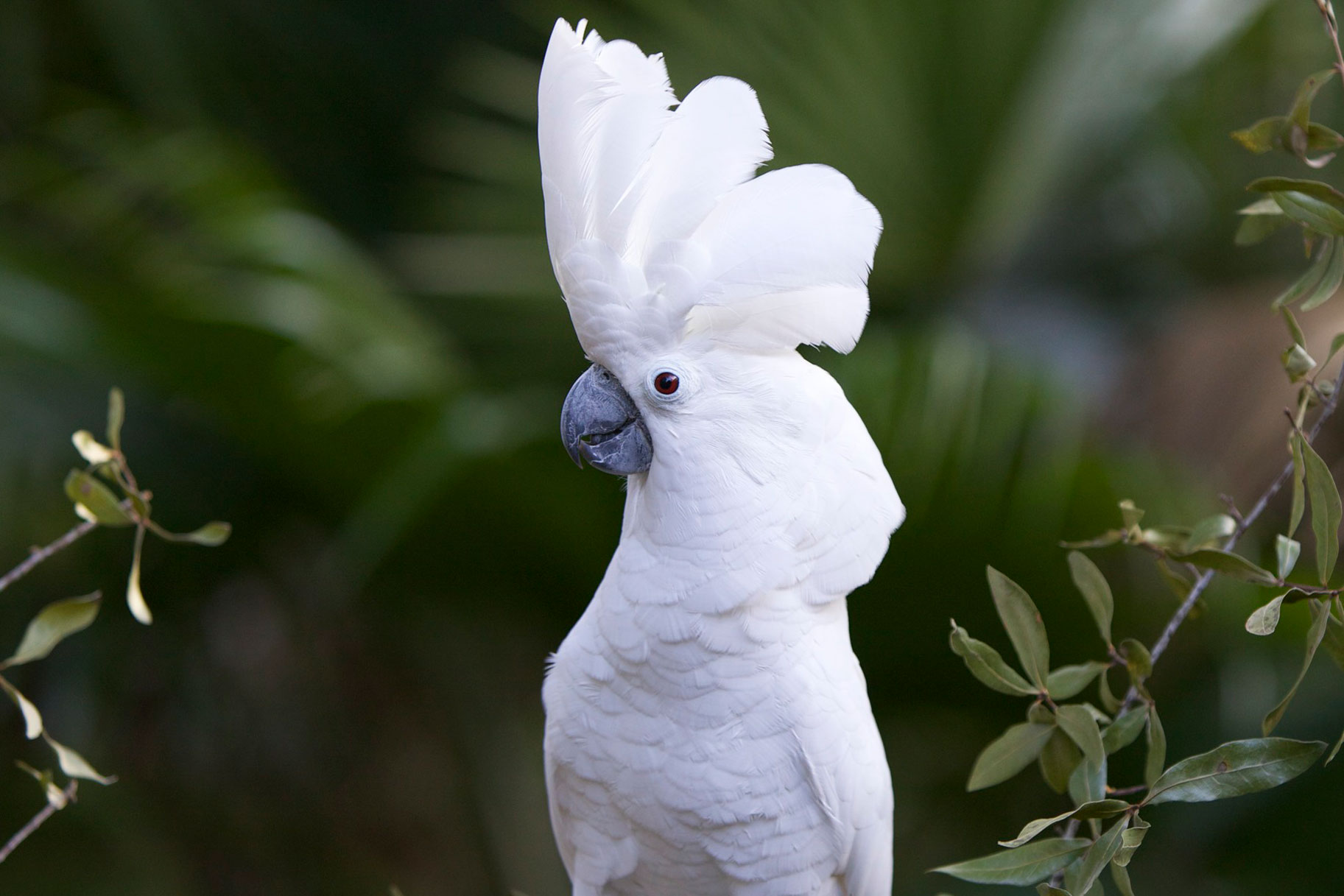 white crested cockatoo