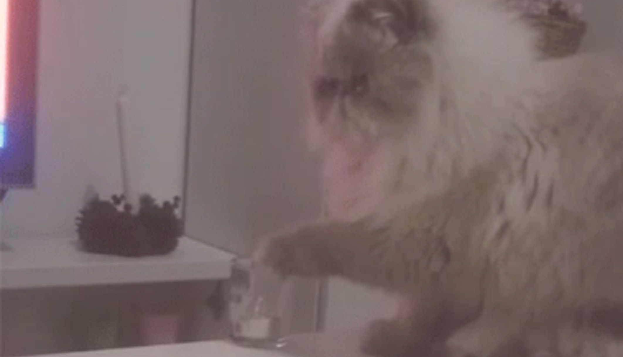 Cat knocking over a glass.