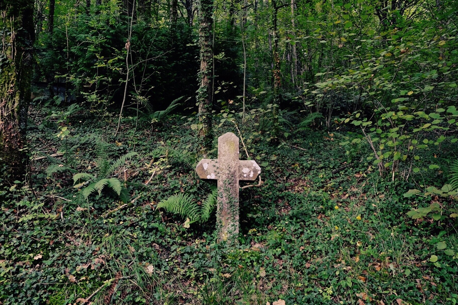 A Grave in a Wooded Area