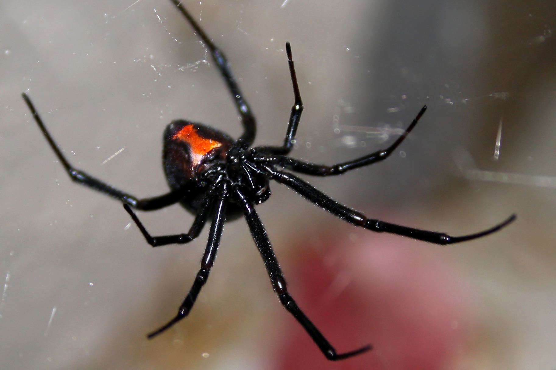 A close up image of a Black Widow Spider