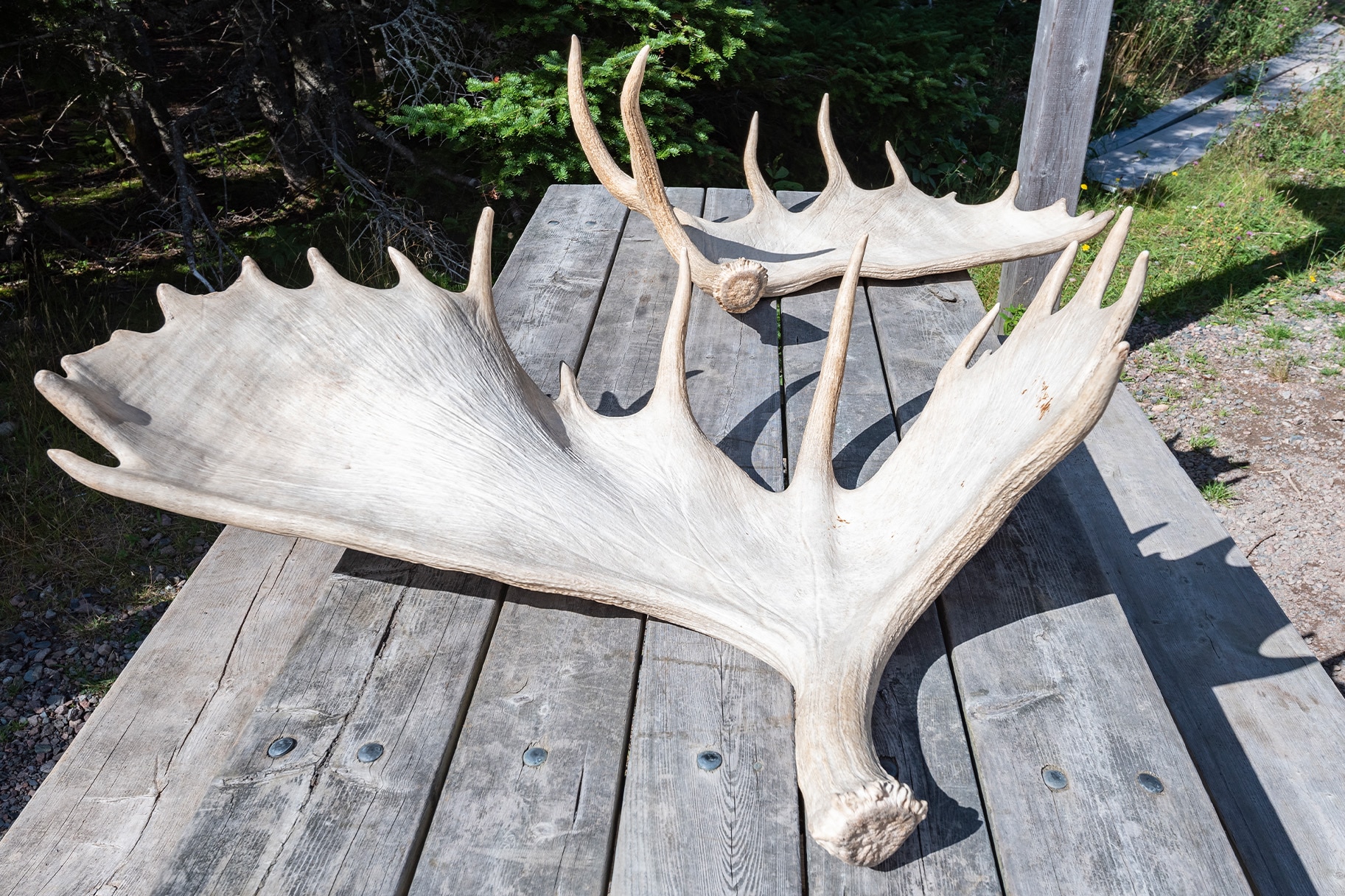 Moose Antlers on a picnic table