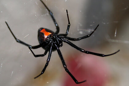 A close up image of a Black Widow Spider