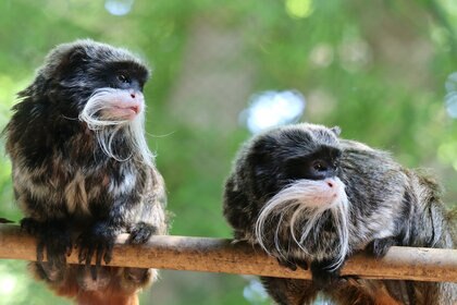 The Tamarin Monkeys at the Dallas Zoo