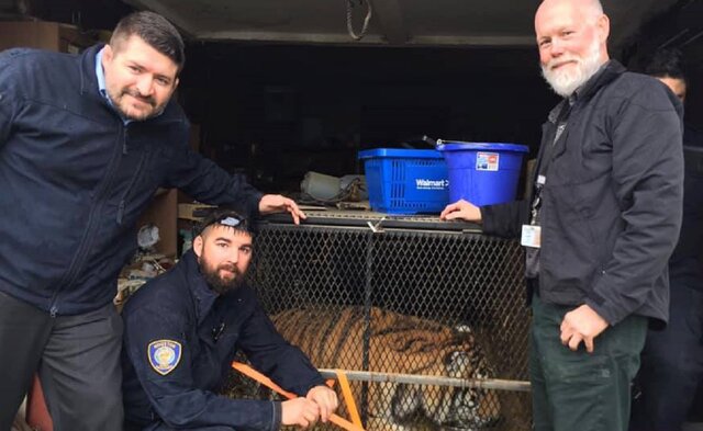 BARC's Animal Enforcement team preparing to transport a tiger found in an abandoned building to a secure location. 