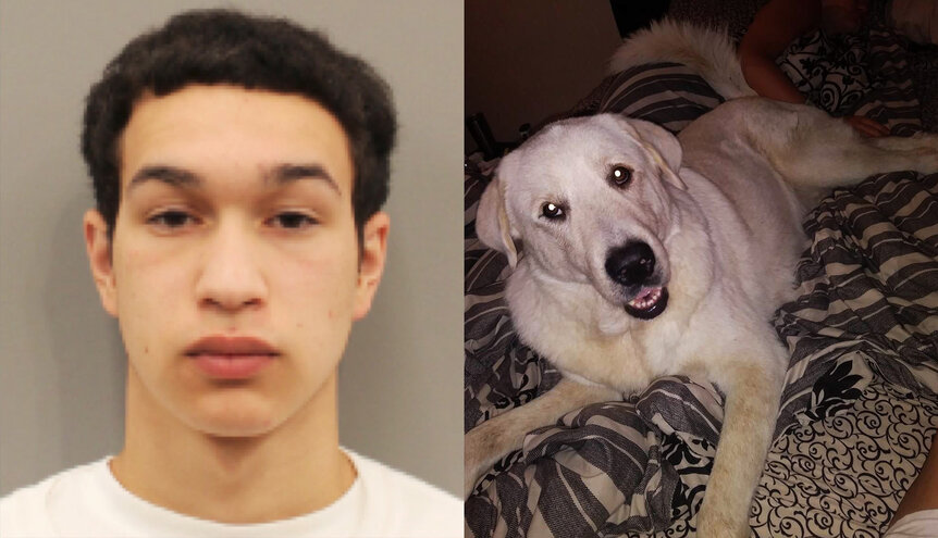 Javian Castenada, pictured left, is accused of shooting up a Houston family's birthday party on March 10 and killing their dog, Zero, pictured right.