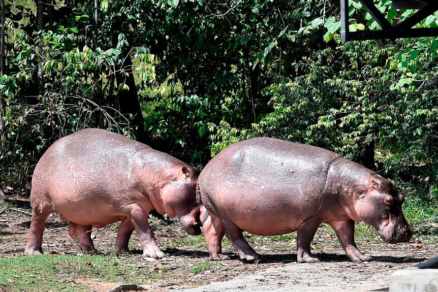 Hippos Hacienda Napoles Park G 1