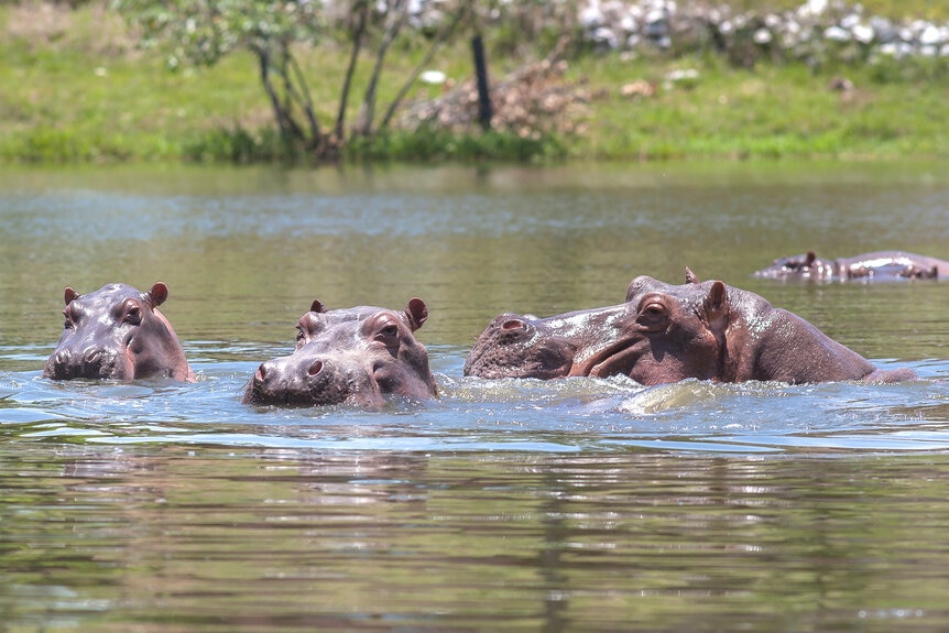 Hippos Hacienda Napoles Park G
