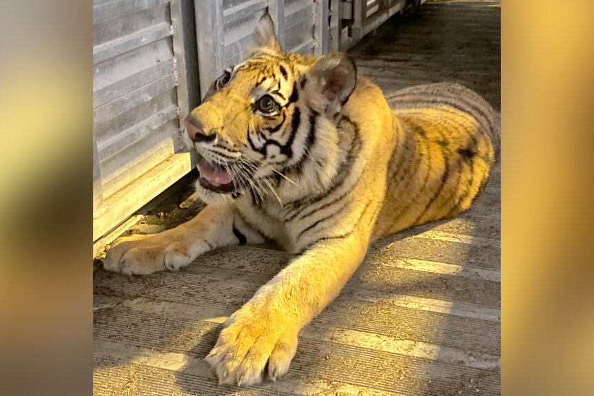 nine-month-old Bengal tiger