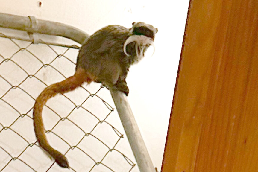 Dallas Zoo's Emperor Tamarin Monkey