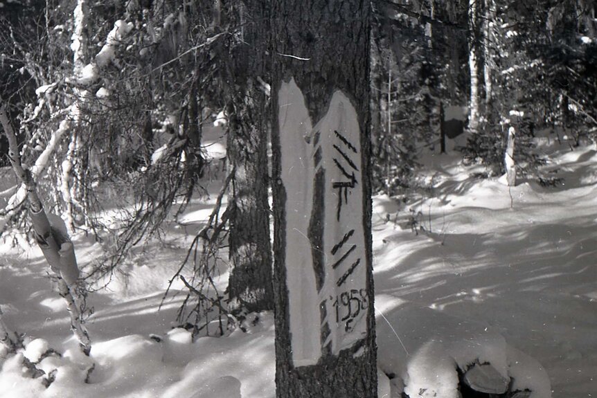Mansi markings on a tree as well as a 1958 etching